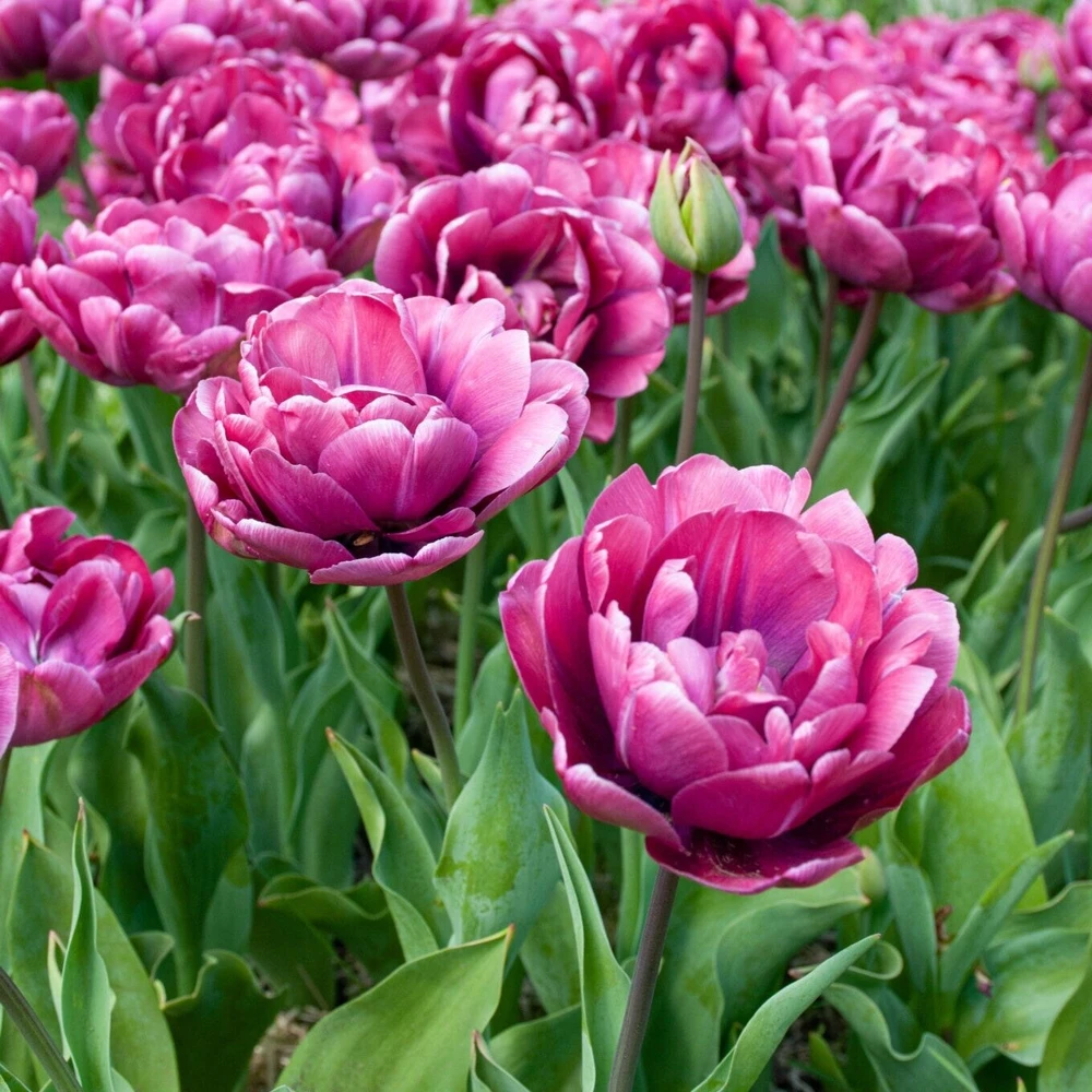 Tulpė ‘Rosy Diamond’ , 15 vnt.