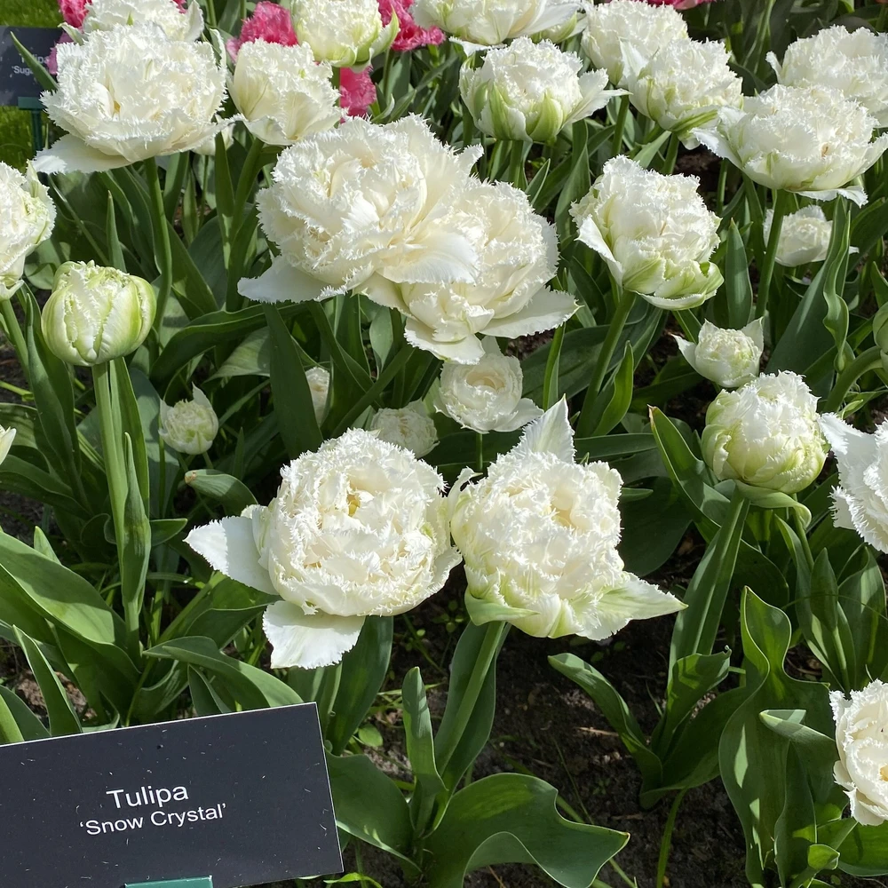 Tulpė 'Snow Crystal', 15 vnt.