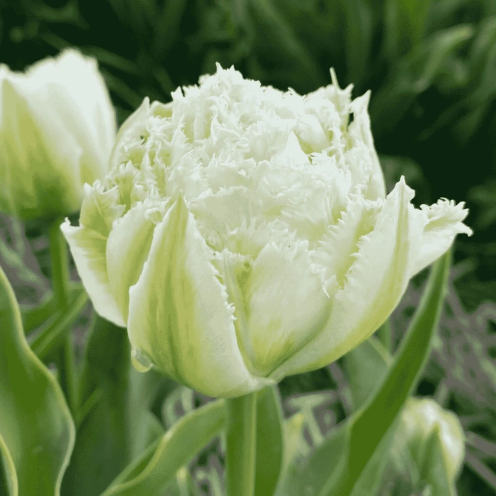 Tulpė 'Snow Crystal', 5 vnt.