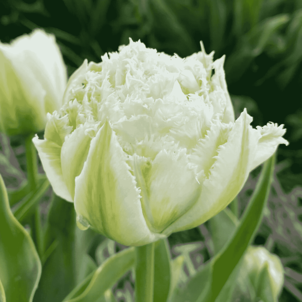 Tulpė 'Snow Crystal', 5 vnt.