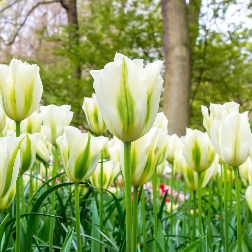 Tulpė ‘Spring Žalias’, 15 vnt.