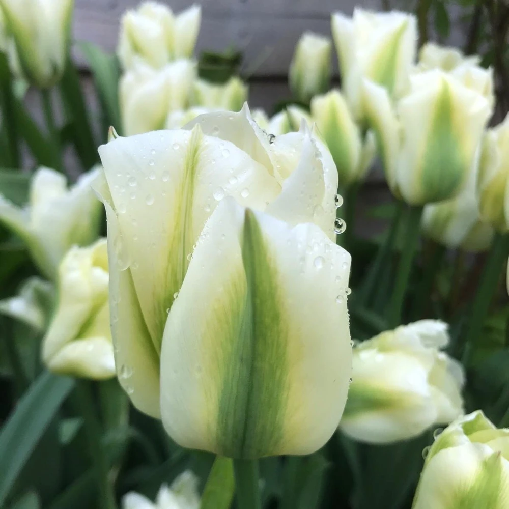 Tulpė ‘Spring Žalias’, 15 vnt.