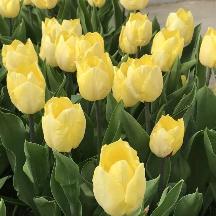 Tulpė 'Sunny Prince' , 15 vnt.