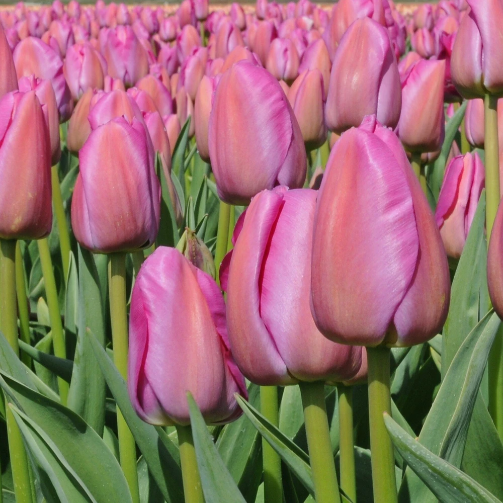 Tulpė ‘Violetinė Pride’, 15 vnt.