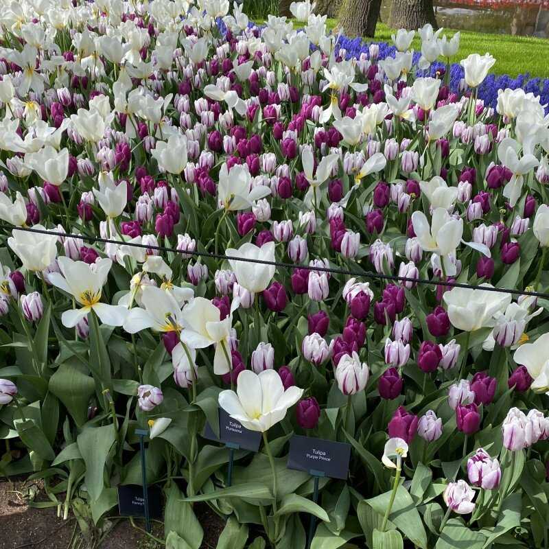 Tulpė 'Purple Prince', 5 vnt.