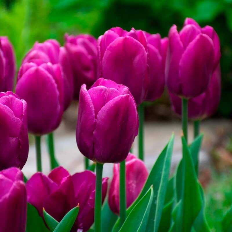 Tulpė 'Purple Prince', 50 vnt.