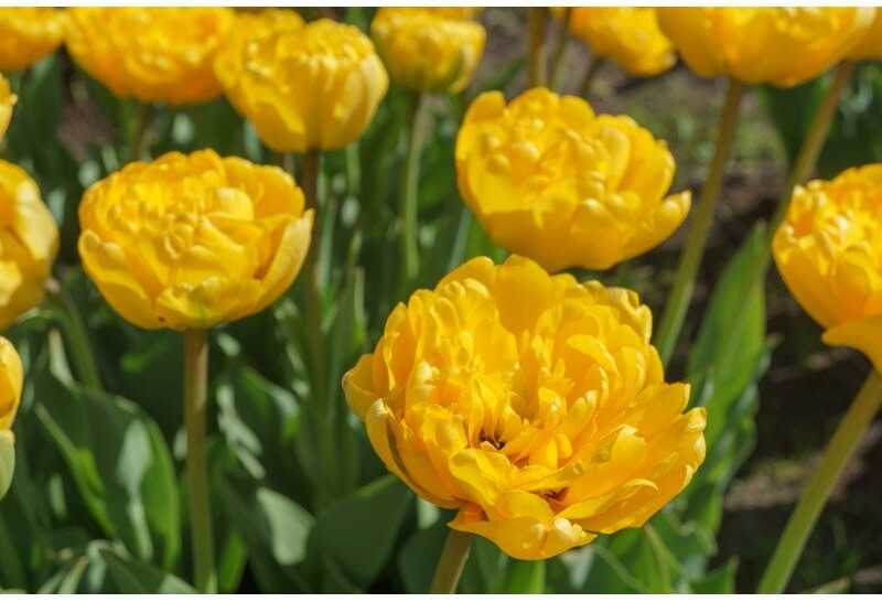 Tulpių svogūnėliai 'Yellow Pomponette', 5 vnt.