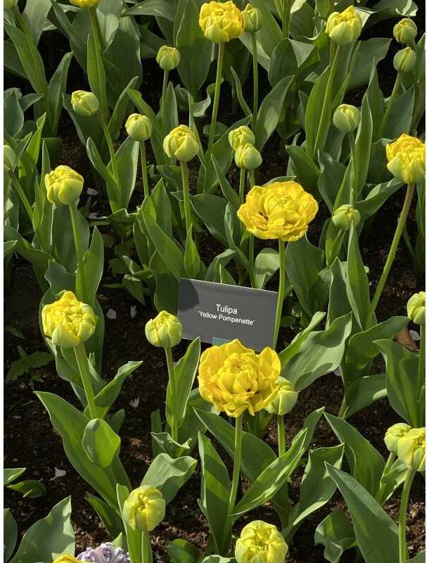 Tulpių svogūnėliai 'Yellow Pomponette', 5 vnt.