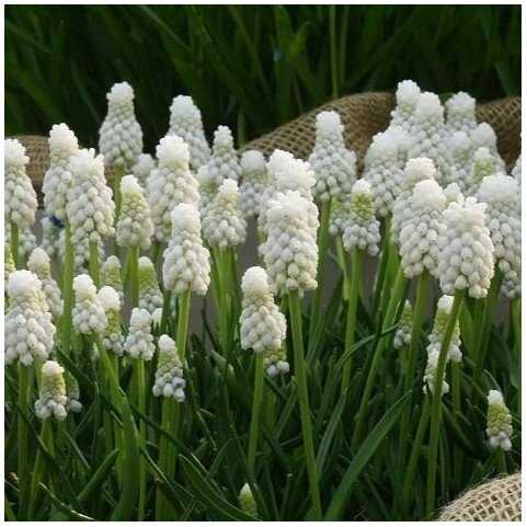 Žydrė aucheri 'White magic' 100 vnt.