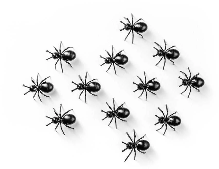 ANT vakarėlio favoritai