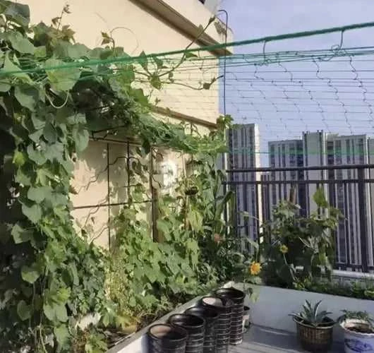 Augalų atraminis tinklelis 2x10m Gardlov