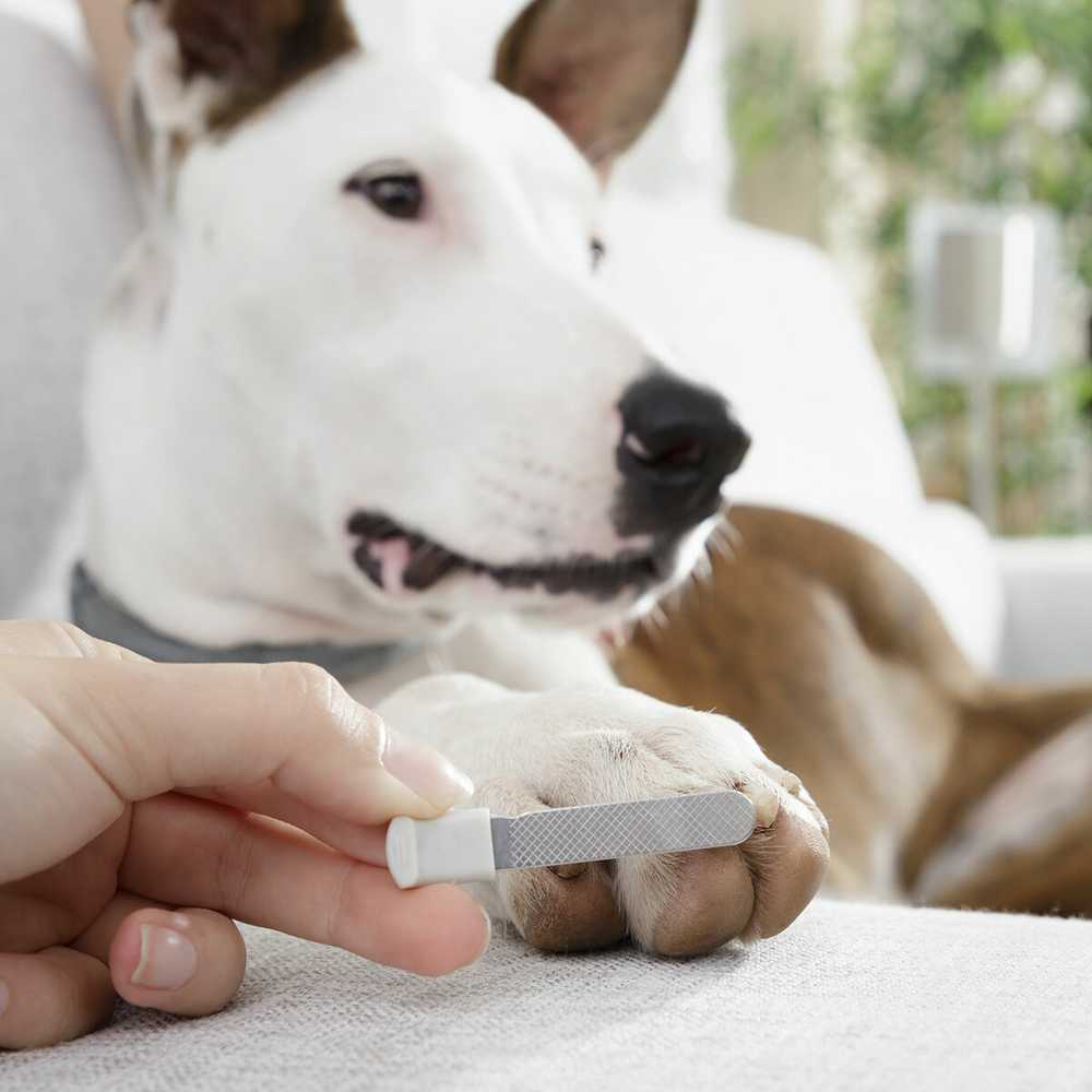 Augintinių nagų kirpimo žirklės su šviesos diodais Clipet InnovaGoods
