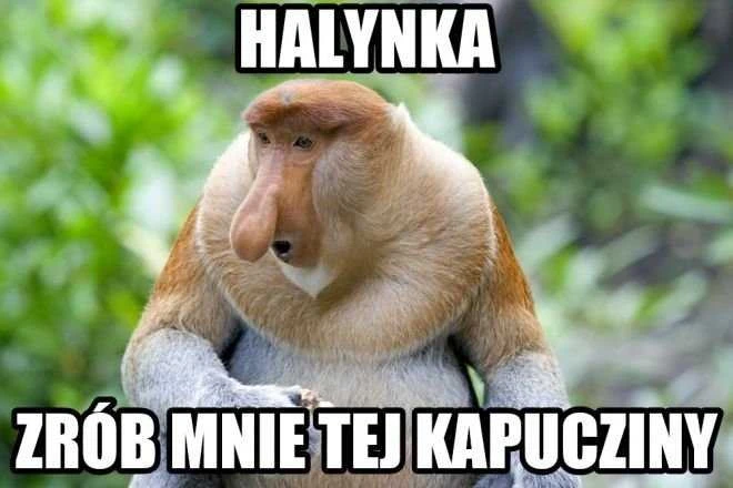 GM kaukė "lenkiška nosis"
