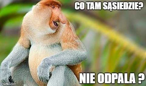 GM kaukė "lenkiška nosis"