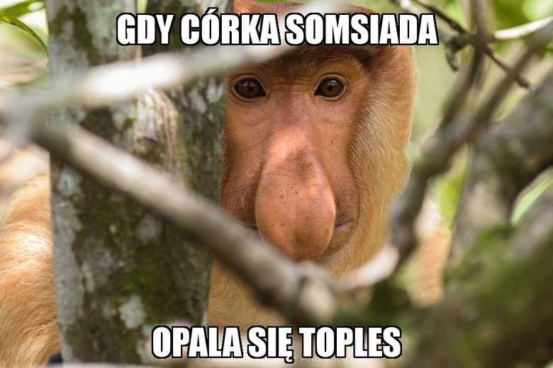 GM kaukė "lenkiška nosis"