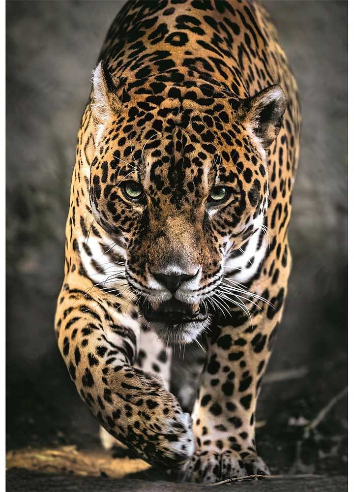 Clementoni Dėlionė 1000 vnt. - Jaguaras
