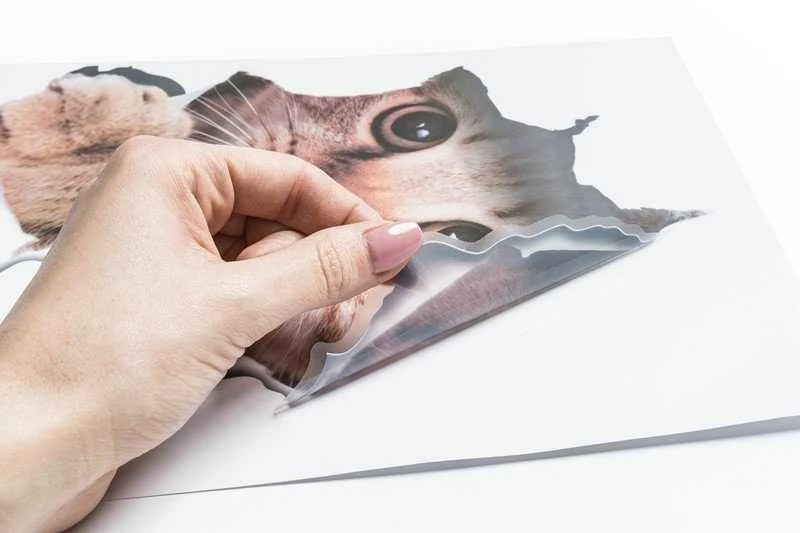 Katės 3D sienos lipdukas