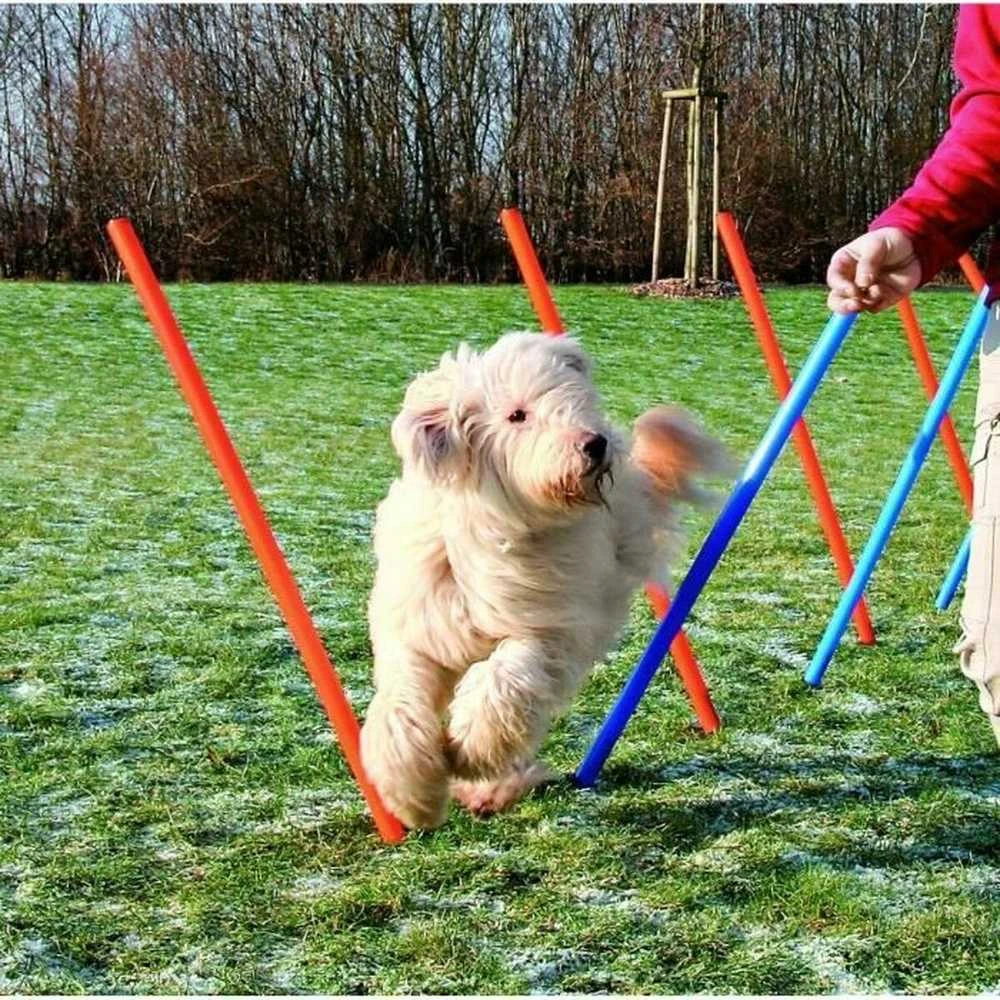 TRIXIE Agility Slalomo treniruoklis, 12 stulpų, 115 cm, plastikas, 3206