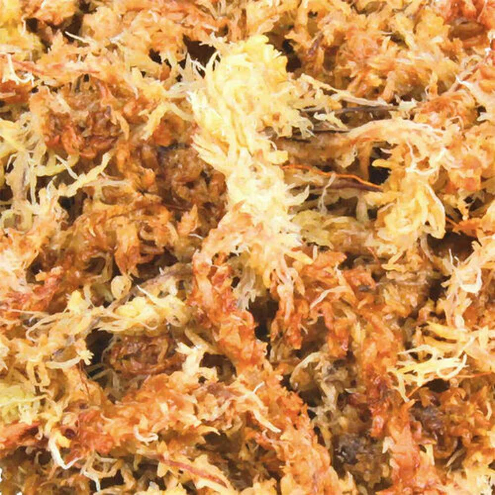 Trixie Medium Moss Sphagnum 100g