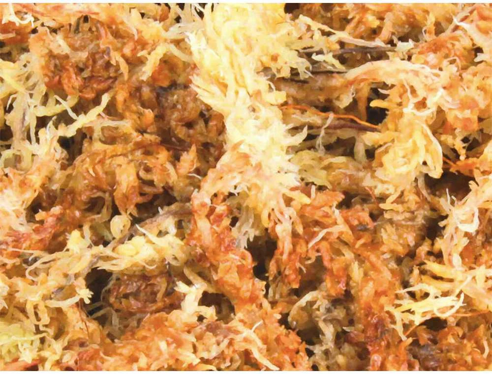 Trixie Medium Moss Sphagnum 100g