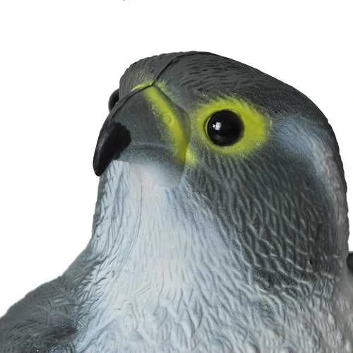 Paukščių baidytuvas - sakalas
