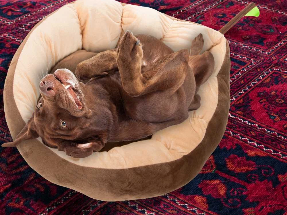Pliušinė lovos pagalvėlė šunų žaidimų aikštelė katėms minkšta sofa-lovatiesė