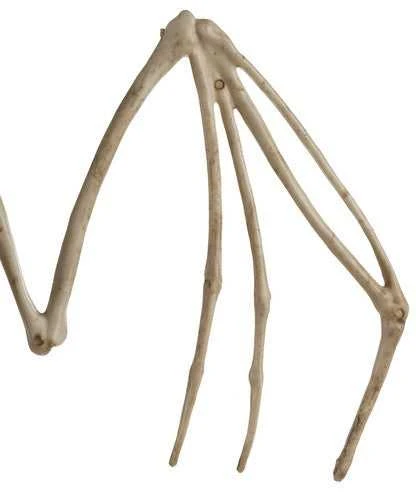 Šikšnosparnio skeletas - dekoracija 30 cm Malatec