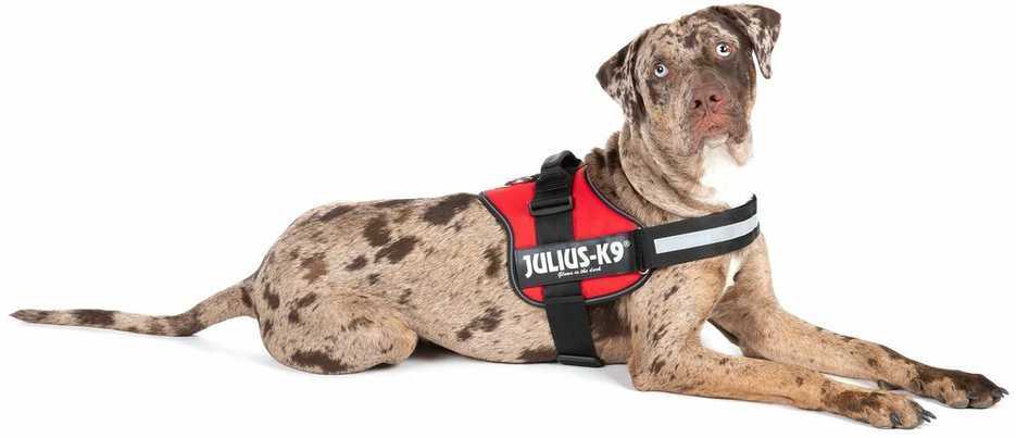Trixie Petnešos Julius-K9, 2/L–XL: 71–96 cm, raudonos sp.