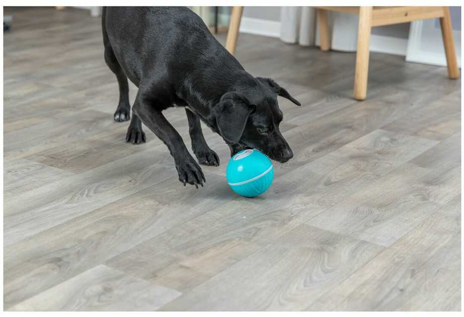 Šunų skanėstai Trixie Mėlyna Natūralus kaučiukas Plastikas TPR 7,5 cm Snacks