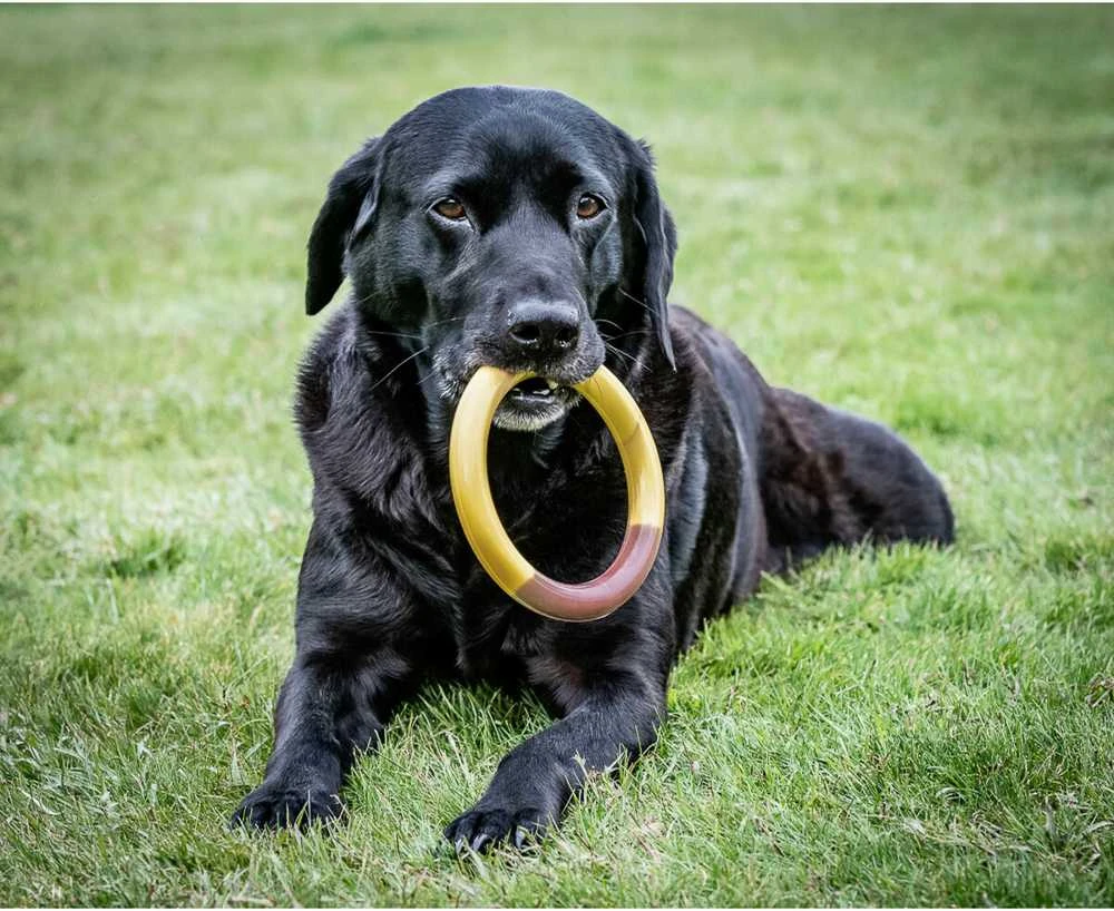 Nylabone Extreme Ring Chew L – Patvarus sūrio ir šoninės skonio kramtomasis žaislas, didelis dydis