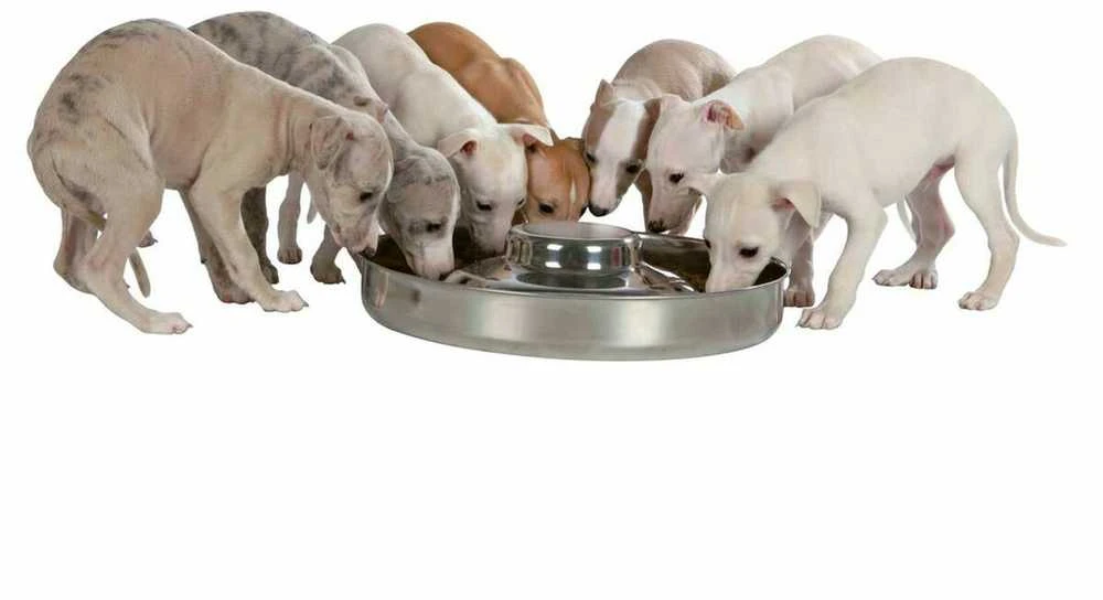 TRIXIE Junior Puppy dubenėlis, 4 l/38 cm