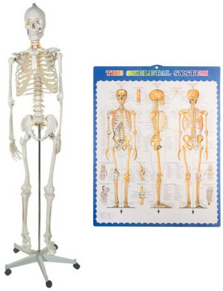 Žmogaus skeletas - 170 cm. Malatec 22583