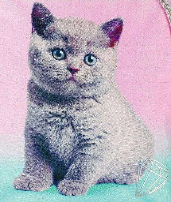 Starpak Mokyklinė kuprinė mergaitėms