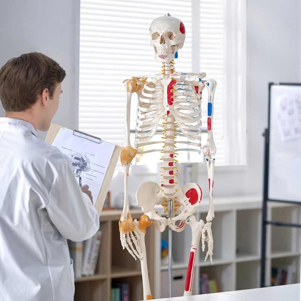 VEVOR Žmogaus skeletas anatomijai, natūralaus dydžio