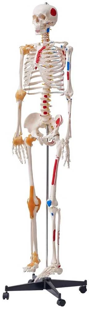 VEVOR Žmogaus skeletas anatomijai, natūralaus dydžio