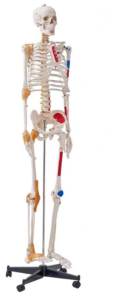VEVOR Žmogaus skeletas anatomijai, natūralaus dydžio