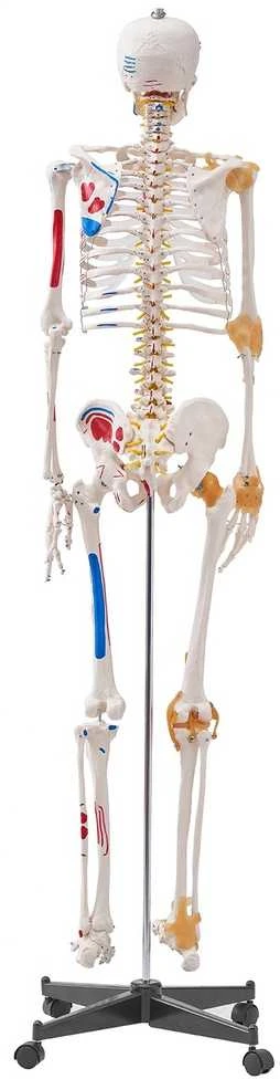 VEVOR Žmogaus skeletas anatomijai, natūralaus dydžio