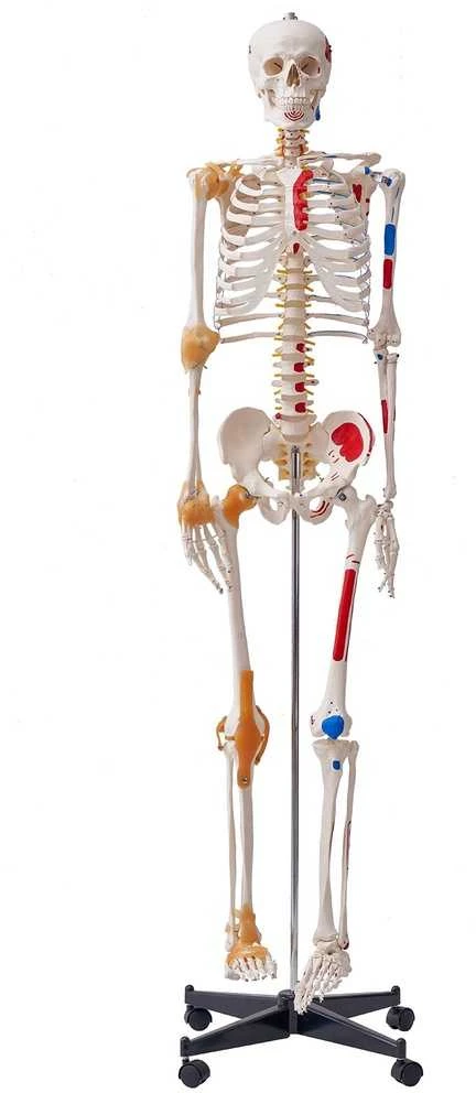 VEVOR Žmogaus skeletas anatomijai, natūralaus dydžio
