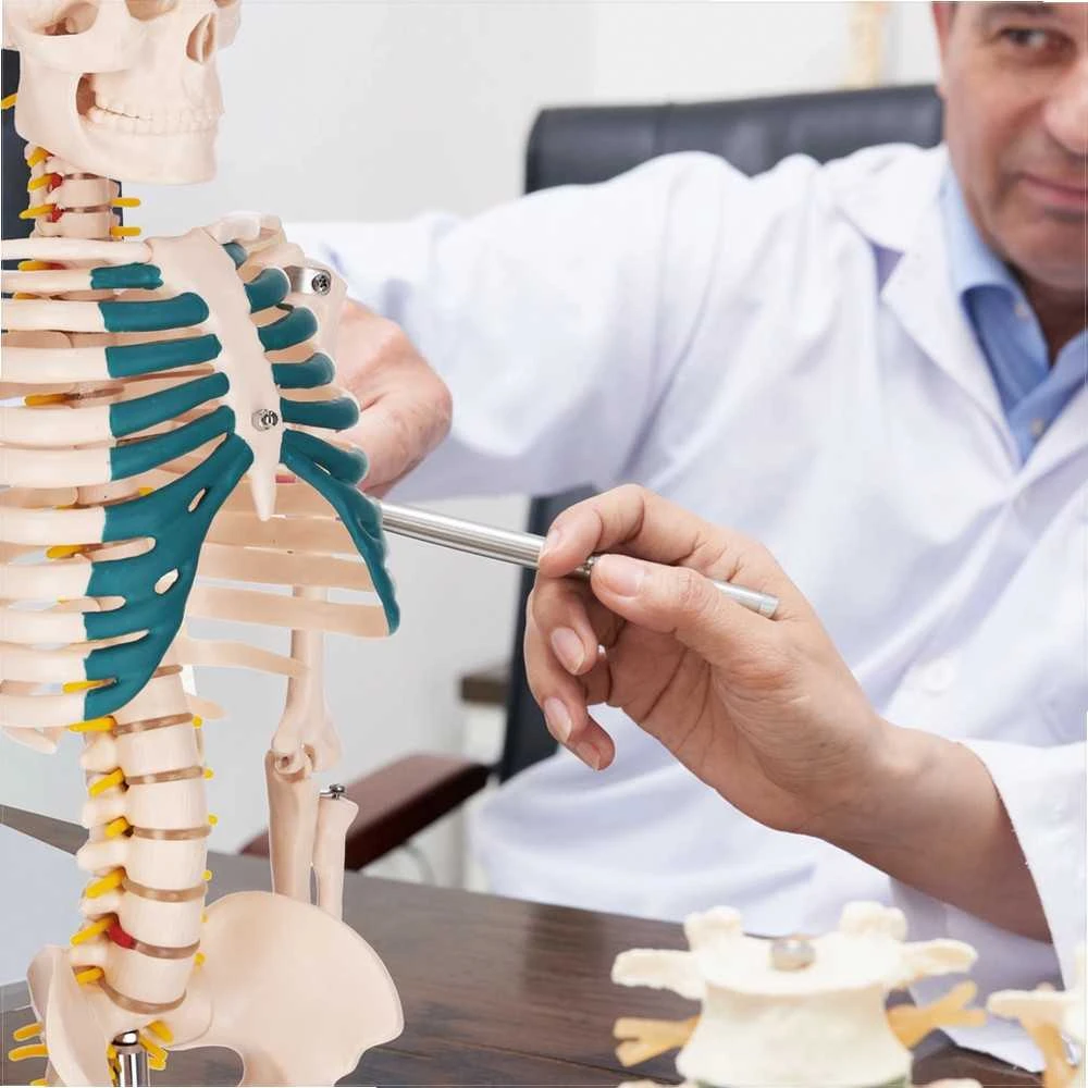 4Fizjo Žmogaus skeleto modelis, anatominis skeletas su nervais, 85 cm edukacinis skeletas anatomijos studijoms, medicinos mokymo priemonė