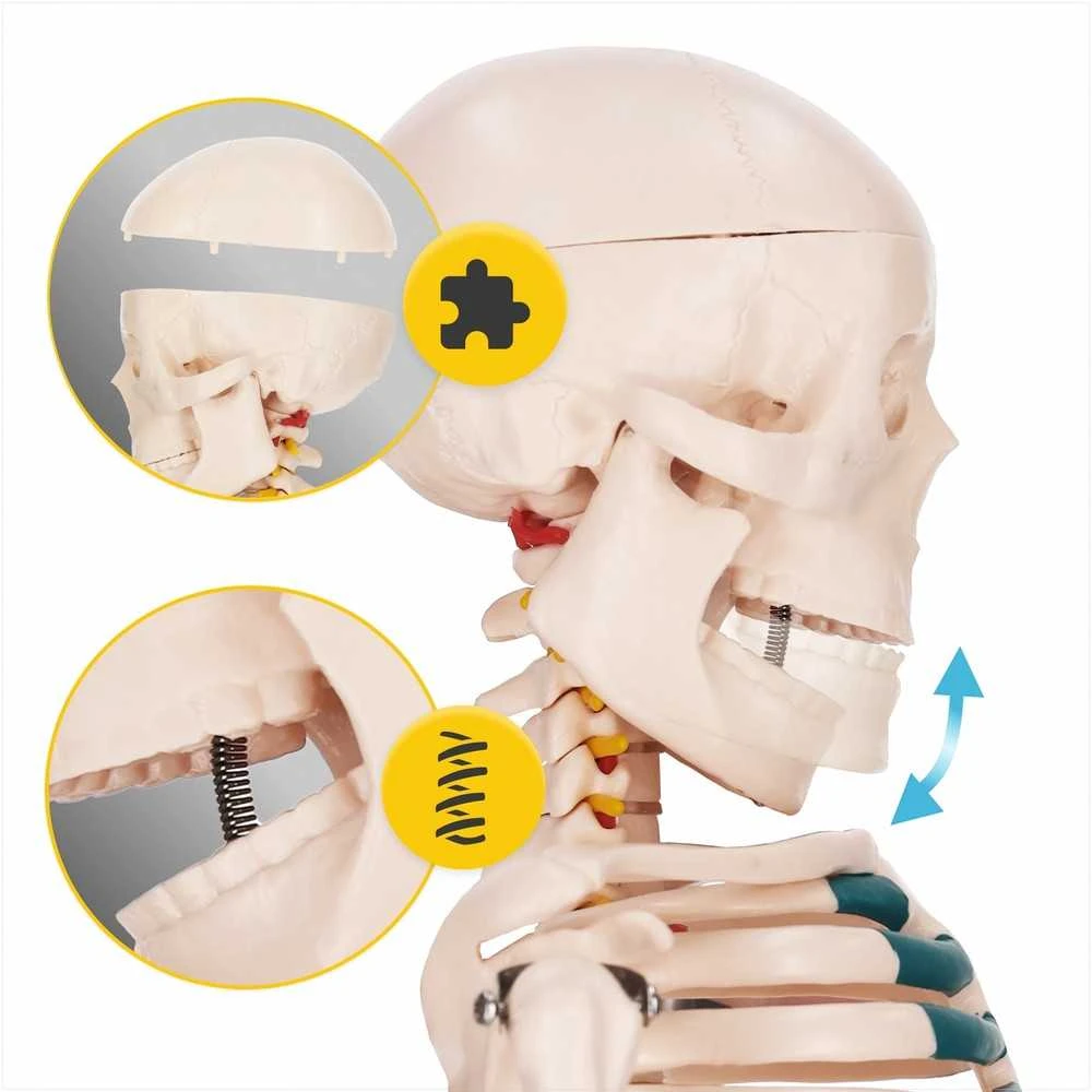 4Fizjo Žmogaus skeleto modelis, anatominis skeletas su nervais, 85 cm edukacinis skeletas anatomijos studijoms, medicinos mokymo priemonė
