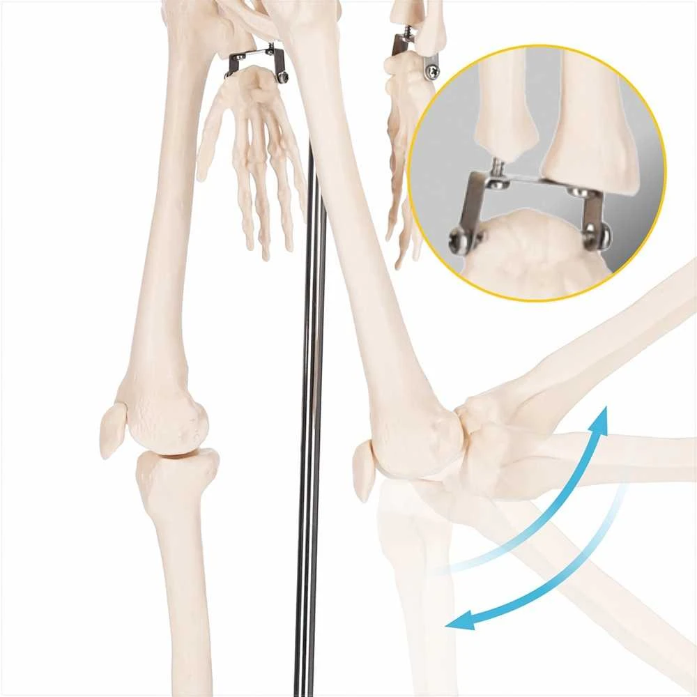4Fizjo Žmogaus skeleto modelis, anatominis skeletas su nervais, 85 cm edukacinis skeletas anatomijos studijoms, medicinos mokymo priemonė