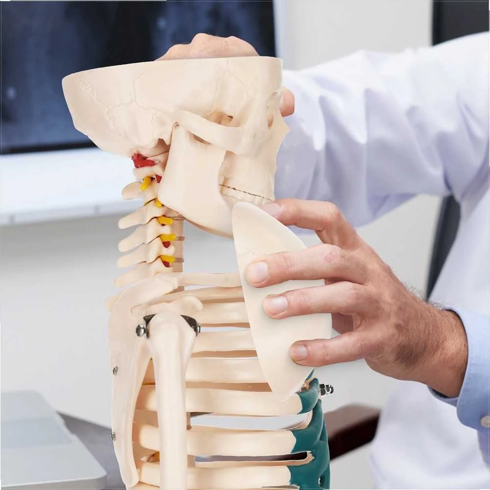 4Fizjo Žmogaus skeleto modelis, anatominis skeletas su nervais, 85 cm edukacinis skeletas anatomijos studijoms, medicinos mokymo priemonė