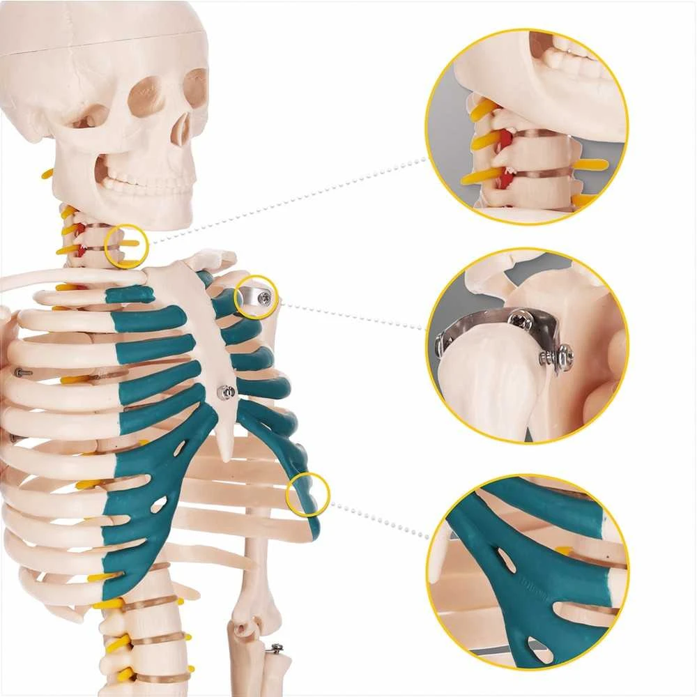 4Fizjo Žmogaus skeleto modelis, anatominis skeletas su nervais, 85 cm edukacinis skeletas anatomijos studijoms, medicinos mokymo priemonė