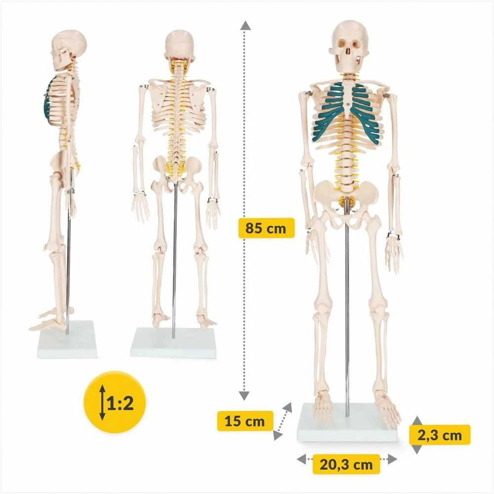 4Fizjo Žmogaus skeleto modelis, anatominis skeletas su nervais, 85 cm edukacinis skeletas anatomijos studijoms, medicinos mokymo priemonė