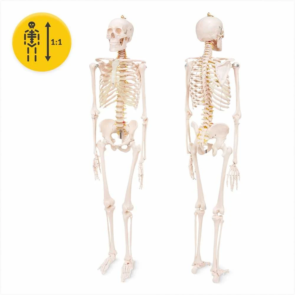 4Fizjo Žmogaus skeleto modelis, natūralaus dydžio anatomijos skeletas, 180 cm edukacinis skeletas, realistiškas žmogaus skeletas anatomijos studijoms