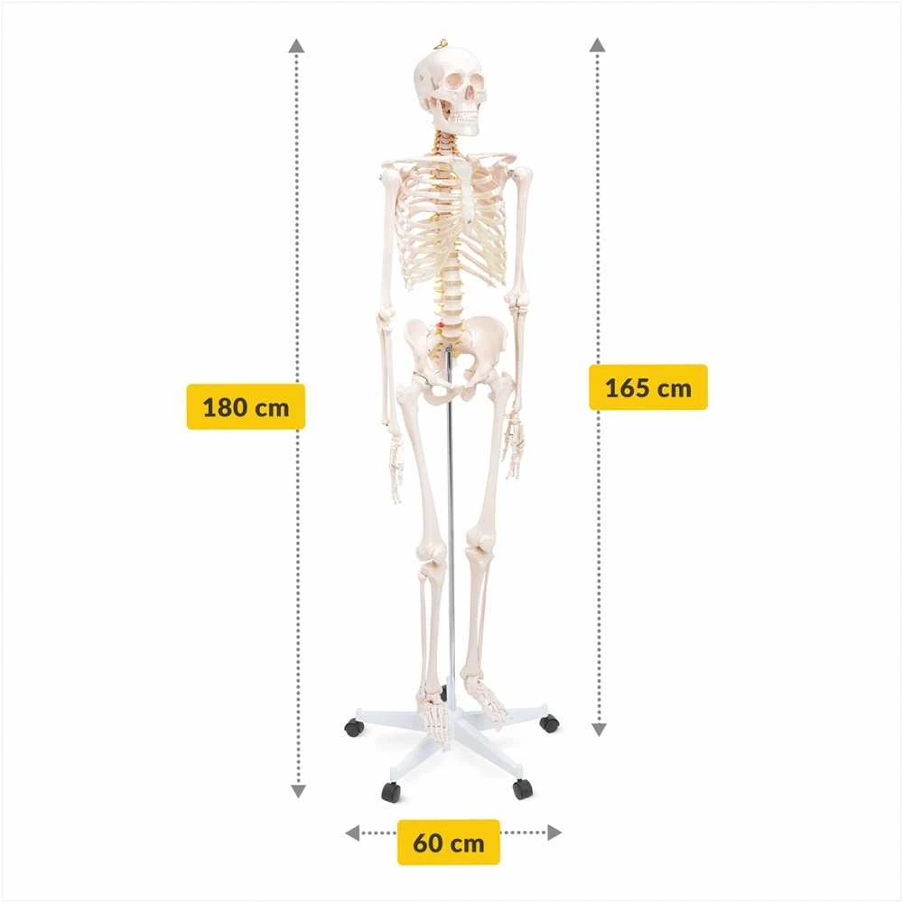 4Fizjo Žmogaus skeleto modelis, natūralaus dydžio anatomijos skeletas, 180 cm edukacinis skeletas, realistiškas žmogaus skeletas anatomijos studijoms