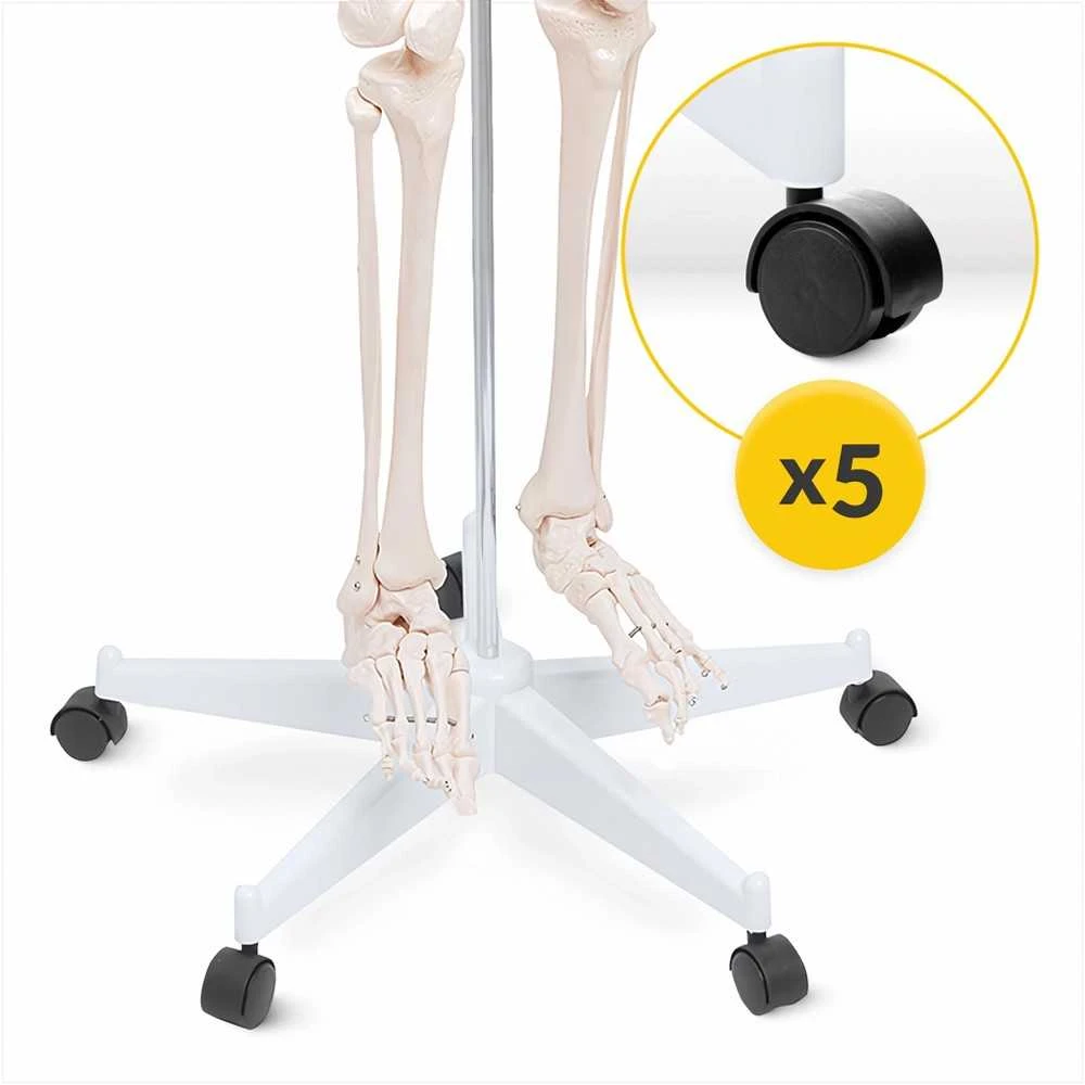 4Fizjo Žmogaus skeleto modelis, natūralaus dydžio anatomijos skeletas, 180 cm edukacinis skeletas, realistiškas žmogaus skeletas anatomijos studijoms