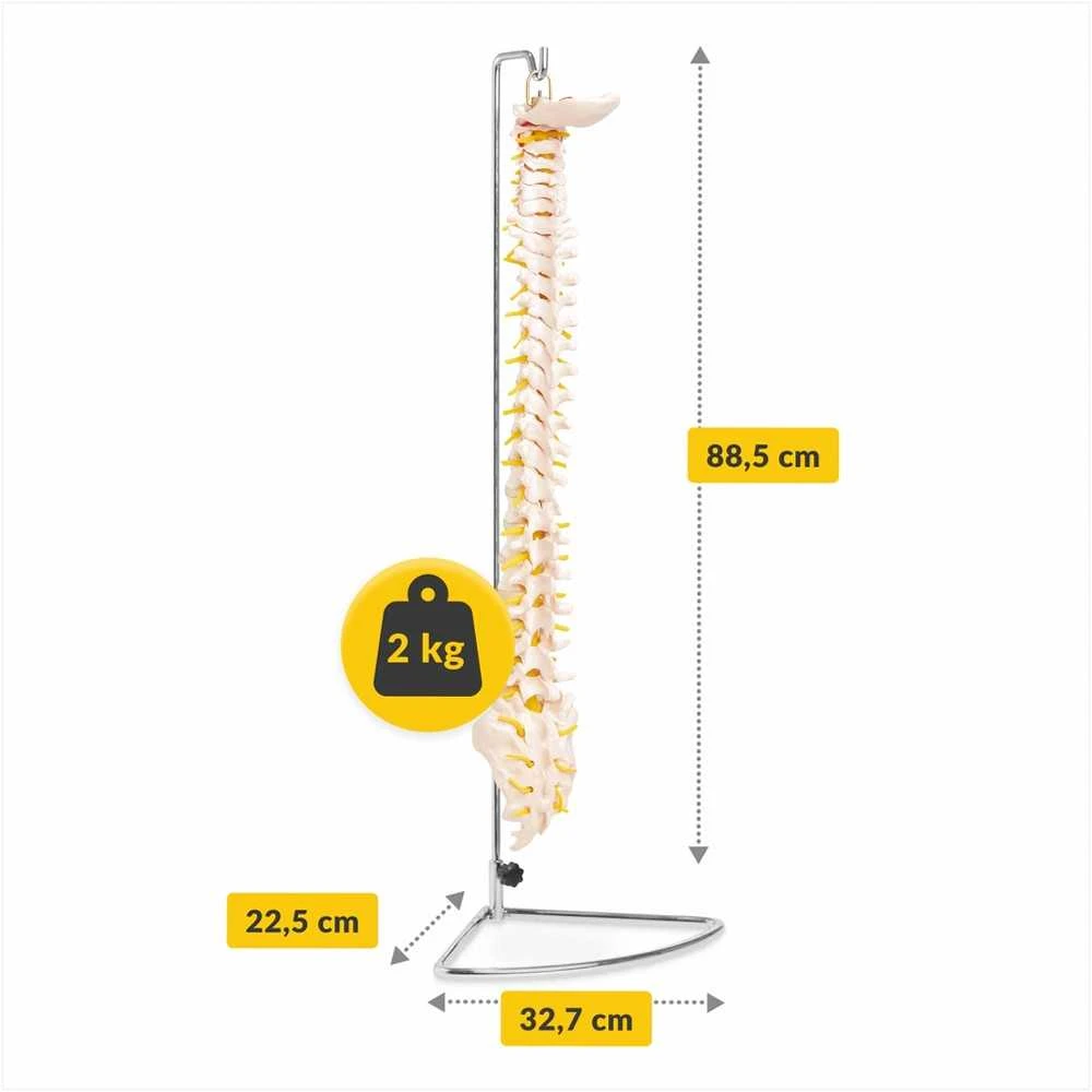 4Fizjo Žmogaus stuburo modelis, natūralaus dydžio anatominis stuburas, mokomasis skeletas anatomijos studijoms, medicinos mokymo priemonė