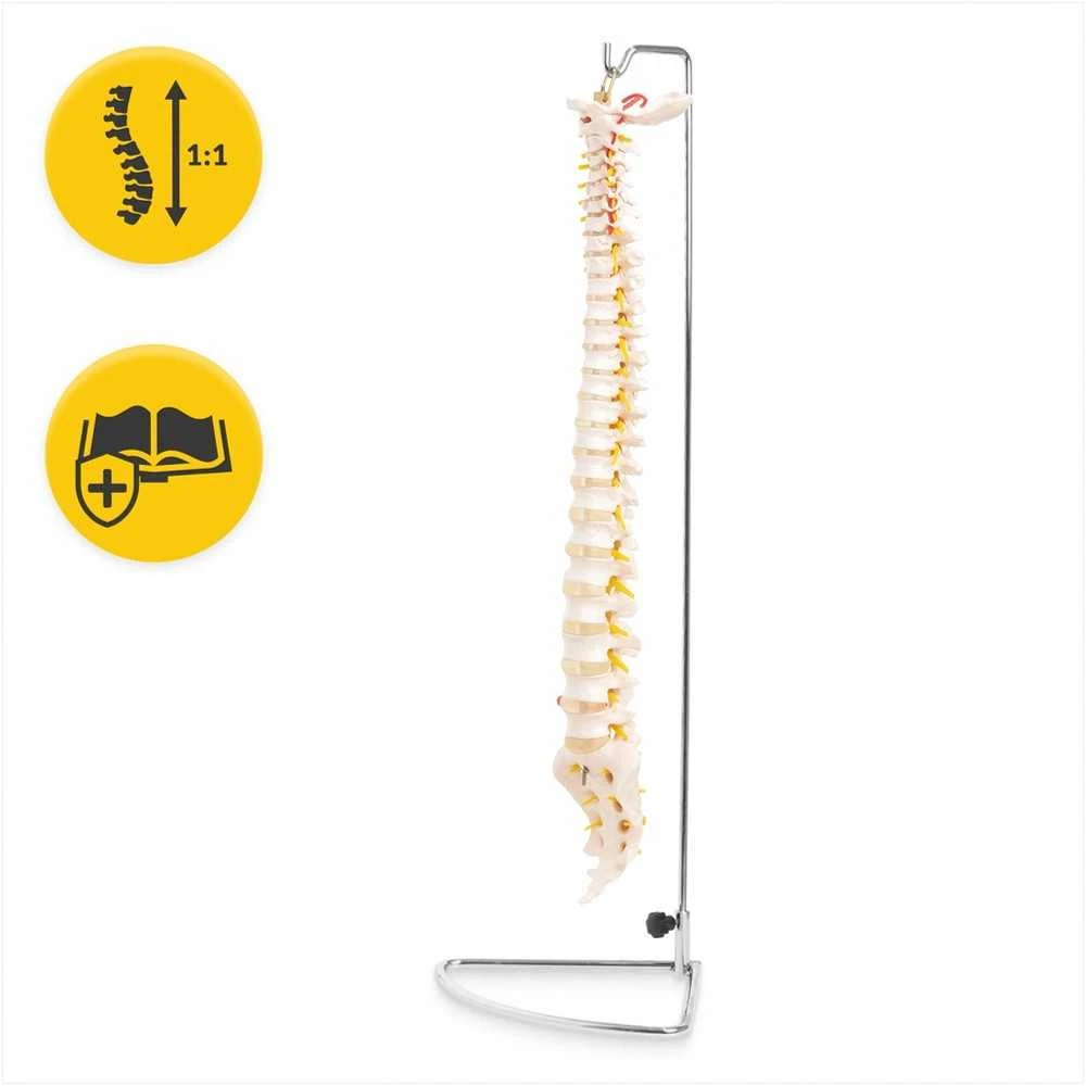 4Fizjo Žmogaus stuburo modelis, natūralaus dydžio anatominis stuburas, mokomasis skeletas anatomijos studijoms, medicinos mokymo priemonė