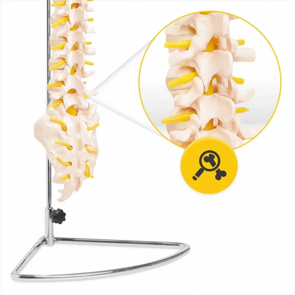 4Fizjo Žmogaus stuburo modelis, natūralaus dydžio anatominis stuburas, mokomasis skeletas anatomijos studijoms, medicinos mokymo priemonė